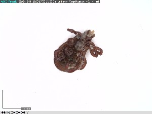  ( - NMNH-2020-030-D01)  @11 [ ] No Rights Reserved (2020) Yvonne Linton Smithsonian Institution National Museum of Natural History