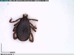  ( - NMNH-2020-030-D02)  @11 [ ] No Rights Reserved (2020) Yvonne Linton Smithsonian Institution National Museum of Natural History