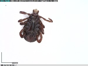  ( - NMNH-2020-030-D02)  @11 [ ] No Rights Reserved (2020) Yvonne Linton Smithsonian Institution National Museum of Natural History