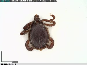  ( - NMNH-2020-030-D03)  @11 [ ] No Rights Reserved (2020) Yvonne Linton Smithsonian Institution National Museum of Natural History