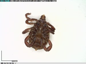  ( - NMNH-2020-030-D03)  @11 [ ] No Rights Reserved (2020) Yvonne Linton Smithsonian Institution National Museum of Natural History