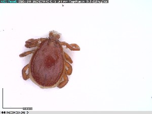  (Rhipicephalus sp. Ecto12_wd113d - NMNH-2020-033-C09)  @11 [ ] No Rights Reserved (2020) Yvonne Linton Smithsonian Institution National Museum of Natural History