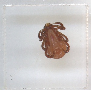  ( - NMNH-2023-037-C04)  @11 [ ] No Rights Reserved (2023) Yvonne Linton Smithsonian Institution National Museum of Natural History