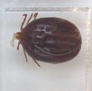  ( - NMNH-2023-037-E03)  @11 [ ] No Rights Reserved (2023) Yvonne Linton Smithsonian Institution National Museum of Natural History