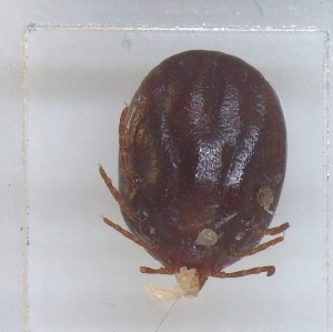  ( - NMNH-2023-037-E03)  @11 [ ] No Rights Reserved (2023) Yvonne Linton Smithsonian Institution National Museum of Natural History