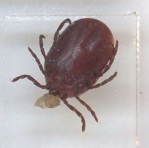  (Rhipicephalus sp. Ecto12_wd113d - NMNH-2023-037-F12)  @11 [ ] No Rights Reserved (2023) Yvonne Linton Smithsonian Institution National Museum of Natural History