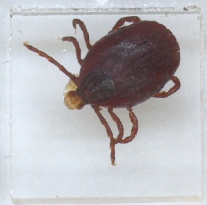  ( - NMNH-2023-040-A01)  @11 [ ] No Rights Reserved (2023) Yvonne Linton Smithsonian Institution National Museum of Natural History