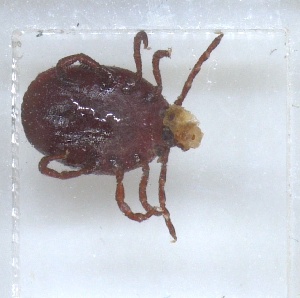  ( - NMNH-2023-040-A01)  @11 [ ] No Rights Reserved (2023) Yvonne Linton Smithsonian Institution National Museum of Natural History