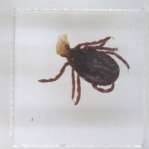  ( - NMNH-2023-040-C04)  @11 [ ] No Rights Reserved (2023) Yvonne Linton Smithsonian Institution National Museum of Natural History