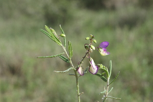  ( - A12_K1215_Polygala_sp)  @11 [ ] CreativeCommons - Attribution Non-Commercial Share-Alike (2014) Dr. Robert Pringle Mpala Research Centre