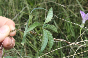  ( - D10_K1215_Ipomoea_cairica)  @11 [ ] CreativeCommons - Attribution Non-Commercial Share-Alike (2014) Dr. Robert Pringle Mpala Research Centre