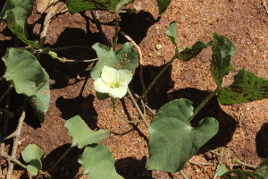  ( - F6_K1215_Ipomoea_obscura)  @11 [ ] CreativeCommons - Attribution Non-Commercial Share-Alike (2014) Dr. Robert Pringle Mpala Research Centre