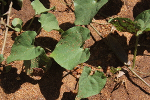  ( - F12_K1215_Ipomoea_obscura)  @11 [ ] CreativeCommons - Attribution Non-Commercial Share-Alike (2014) Dr. Robert Pringle Mpala Research Centre