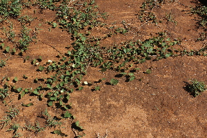  ( - F10_K1215_Ipomoea_obscura)  @11 [ ] CreativeCommons - Attribution Non-Commercial Share-Alike (2014) Dr. Robert Pringle Mpala Research Centre