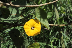 ( - G11_K1215_Ipomoea_ochracea)  @11 [ ] CreativeCommons - Attribution Non-Commercial Share-Alike (2014) Dr. Robert Pringle Mpala Research Centre