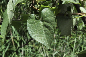  ( - G11_K1215_Ipomoea_ochracea)  @11 [ ] CreativeCommons - Attribution Non-Commercial Share-Alike (2014) Dr. Robert Pringle Mpala Research Centre