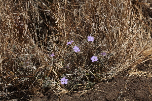  ( - B1_K1207_Barleria_spinisepala)  @11 [ ] CreativeCommons - Attribution Non-Commercial Share-Alike (2015) Dr. Robert Pringle Mpala Research Centre