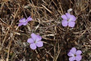  ( - B1_K1207_Barleria_spinisepala)  @11 [ ] CreativeCommons - Attribution Non-Commercial Share-Alike (2015) Dr. Robert Pringle Mpala Research Centre