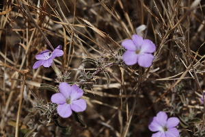  ( - A1_K1207_Barleria_spinisepala)  @11 [ ] CreativeCommons - Attribution Non-Commercial Share-Alike (2015) Dr. Robert Pringle Mpala Research Centre