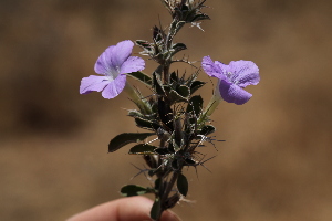  (Barleria spinisepala - D1_K1207_Barleria_spinisepala)  @11 [ ] CreativeCommons - Attribution Non-Commercial Share-Alike (2015) Dr. Robert Pringle Mpala Research Centre