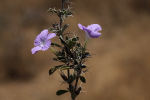  (Barleria spinisepala - B1_K1207_Barleria_spinisepala)  @11 [ ] CreativeCommons - Attribution Non-Commercial Share-Alike (2015) Dr. Robert Pringle Mpala Research Centre