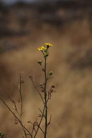  ( - G5_K1207_Osteospermum_sp)  @11 [ ] CreativeCommons - Attribution Non-Commercial Share-Alike (2015) Dr. Robert Pringle Mpala Research Centre