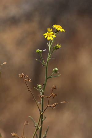  ( - E5_K1207_Osteospermum_sp)  @11 [ ] CreativeCommons - Attribution Non-Commercial Share-Alike (2015) Dr. Robert Pringle Mpala Research Centre