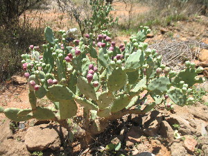  ( - G11_K1300_Opuntia_vulgaris)  @11 [ ] CreativeCommons - Attribution Non-Commercial Share-Alike (2015) Dr. Tyler Kartzinel Mpala Research Centre