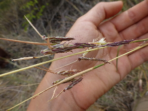  ( - B10_K1216_Cymbopogon_sp)  @11 [ ] CreativeCommons - Attribution Non-Commercial Share-Alike (2014) Dr. Robert Pringle Mpala Research Centre