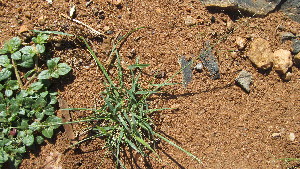  ( - D10_K1300_eragrostis_tenuifolia)  @11 [ ] CreativeCommons - Attribution Non-Commercial Share-Alike (2014) Dr. Tyler Kartzinel Mpala Research Centre