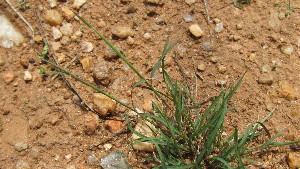  ( - A3_K1301_Microchloa_kunthii)  @11 [ ] CreativeCommons - Attribution Non-Commercial Share-Alike (2305) Unspecified Mpala Research Centre