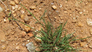  ( - A3_K1301_Microchloa_kunthii)  @11 [ ] CreativeCommons - Attribution Non-Commercial Share-Alike (2306) Unspecified Mpala Research Centre