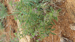  (Endostemon tereticaulis - G11_K1301_Ocimum_SKS14-051)  @11 [ ] CreativeCommons - Attribution Non-Commercial Share-Alike (2201) Unspecified Mpala Research Centre