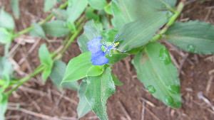  ( - F5_K1302_Commelina_benghalensis)  @11 [ ] CreativeCommons - Attribution Non-Commercial Share-Alike (2014) Dr. Tyler Kartzinel Mpala Research Centre