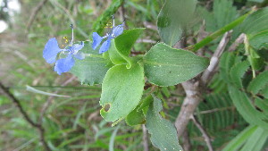  ( - C5_K1302_Commelina_benghalensis)  @11 [ ] CreativeCommons - Attribution Non-Commercial Share-Alike (2106) Unspecified Mpala Research Centre