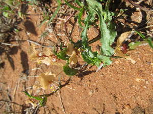  ( - E7_K1302_Commelina_reptans)  @11 [ ] CreativeCommons - Attribution Non-Commercial Share-Alike (2014) Dr. Tyler Kartzinel Mpala Research Centre
