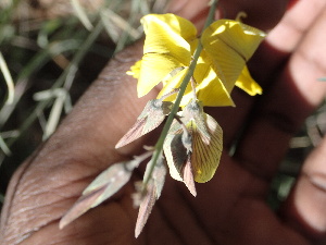  (Crotalaria brevidens - TK1_G12_MRC)  @11 [ ] CreativeCommons - Attribution Non-Commercial Share-Alike (2017) Unspecified Mpala Research Centre