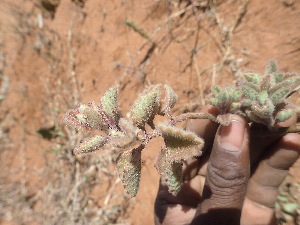  (Plectranthus cylindraceus - TK2_C4_MRC)  @11 [ ] CreativeCommons - Attribution Non-Commercial Share-Alike (2017) Unspecified Mpala Research Centre