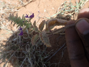  ( - TK2_D4_FIELD)  @11 [ ] CreativeCommons - Attribution Non-Commercial Share-Alike (2017) Unspecified Mpala Research Centre