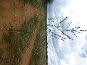  ( - F11_K1213_Panicum_maximum)  @11 [ ] CreativeCommons - Attribution Non-Commercial Share-Alike (2014) Dr. Robert Pringle Mpala Research Centre