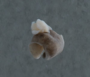  ( - NHMUK013265606)  @11 [ ] Unspecified (default): All Rights Reserved  Ben W Price Natural History Museum, London