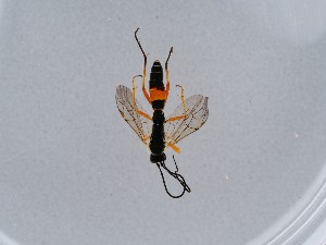  ( - NHMUK013574208)  @11 [ ] CreativeCommons Attribution (by)  The Trustees of the Natural History Museum, London Natural History Museum, London