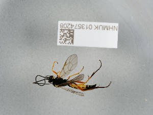  ( - NHMUK013574208)  @11 [ ] CreativeCommons Attribution (by)  The Trustees of the Natural History Museum, London Natural History Museum, London