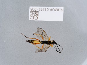  ( - NHMUK013574208)  @11 [ ] CreativeCommons Attribution (by)  The Trustees of the Natural History Museum, London Natural History Museum, London