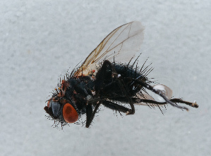  ( - NHMUK014036803)  @11 [ ] Unspecified (default): All Rights Reserved  Ben W Price Natural History Museum, London