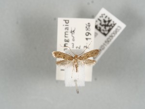  ( - NHMUK015030983)  @11 [ ] CreativeCommons Attribution (by)  The Trustees of the Natural History Museum, London Natural History Museum, London