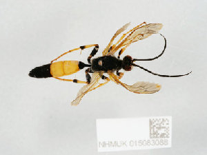  ( - NHMUK015083088)  @11 [ ] CreativeCommons Attribution (by)  The Trustees of the Natural History Museum, London Natural History Museum, London