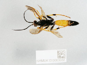  ( - NHMUK015083088)  @11 [ ] CreativeCommons Attribution (by)  The Trustees of the Natural History Museum, London Natural History Museum, London