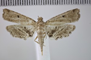  ( - NHMUK014332671)  @11 [ ] CC-By-2.0 (2024) David C. Lees Natural History Museum
