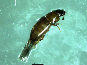  ( - BG19002)  @11 [ ] CreativeCommons  Attribution Non-Commercial (by-nc) (2019) Brigitte Gottsberger University of Vienna